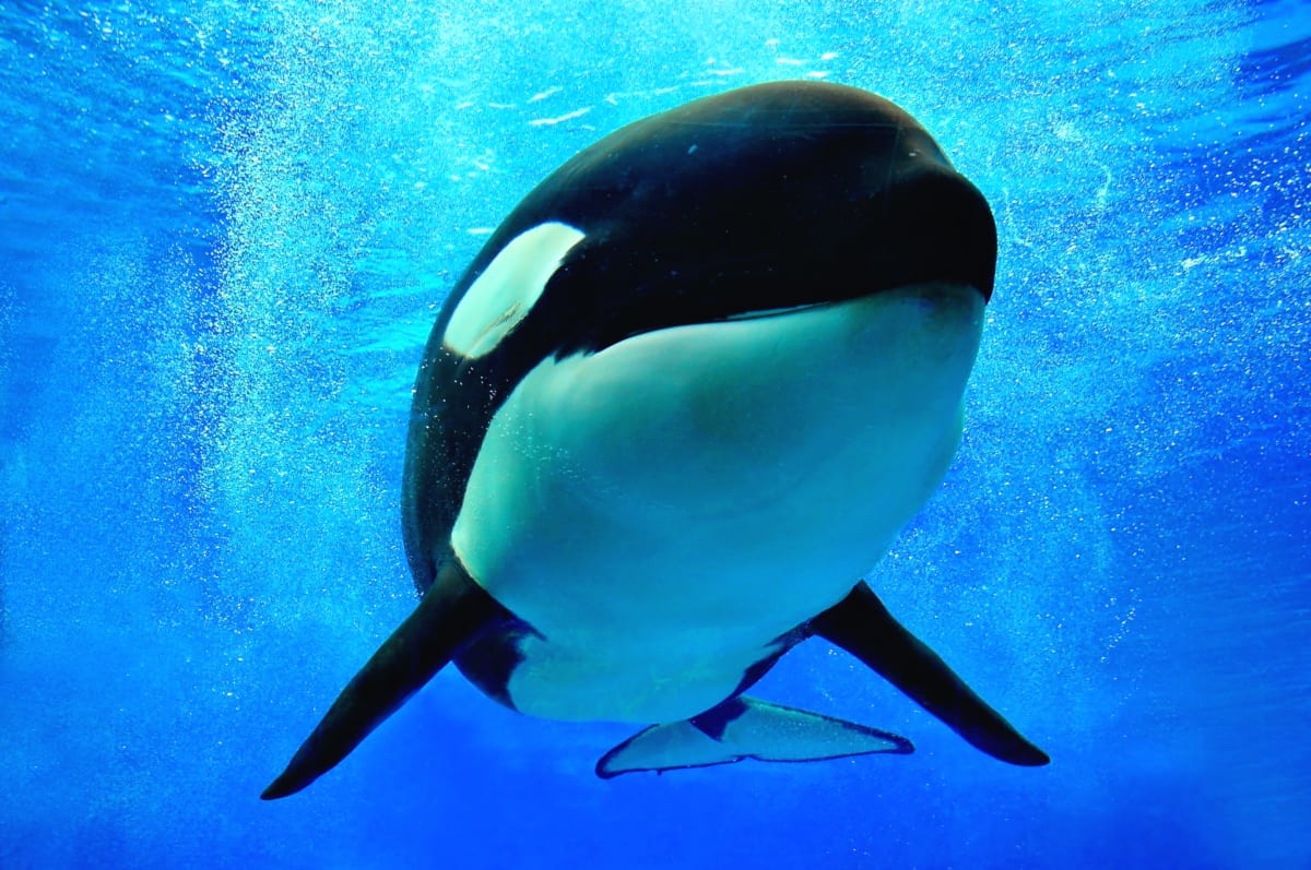Killer Whale swimming at Sea World