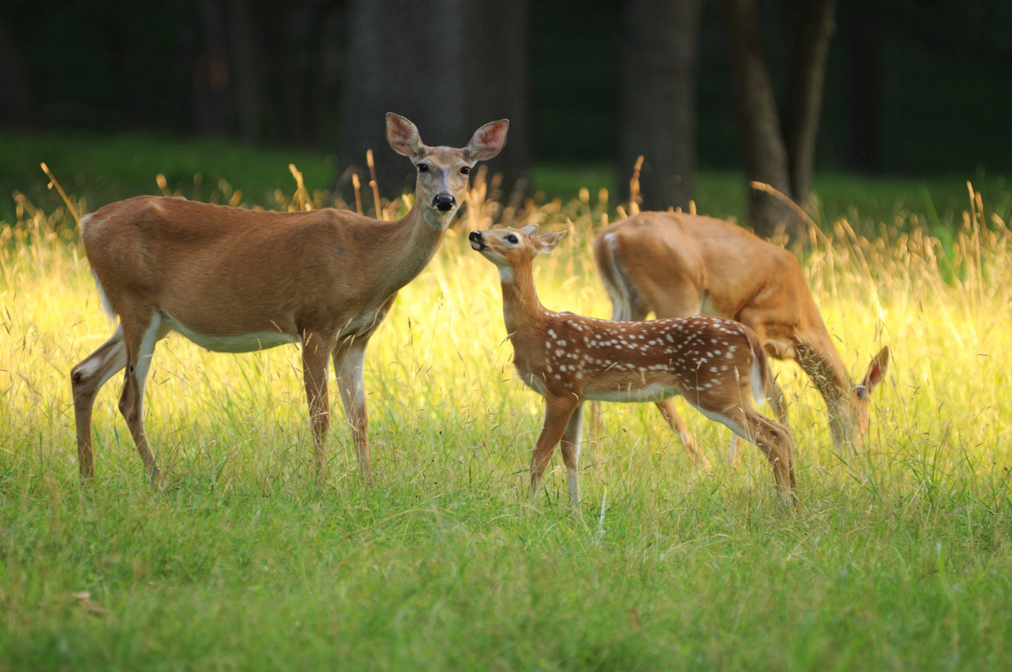 Fawn and baby deer.