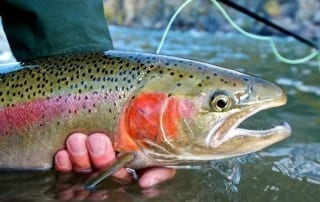 Photo of a Rainbow Trout Caught with the Help of One of the Best Guadalupe River Fly Fishing Guides.