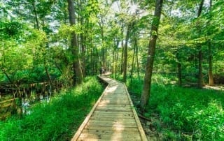 Photo of a Swampy Boardwalk at One of the Best New Braunfels Hiking Trails.